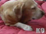 K9 Magazine Video Review Superstar Dog Beds