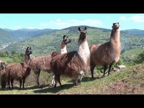 La montagne des lamas
