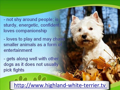 The Spunky West Highland White Terrier
