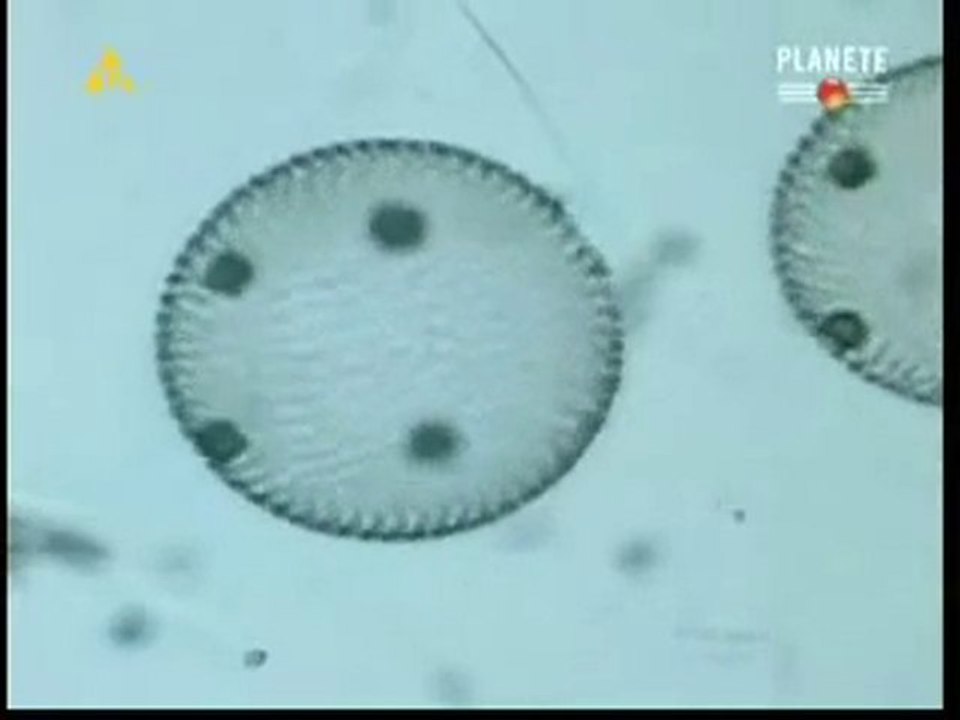 Zdrowie_Na_Sprzeda_5_5_-_Video
