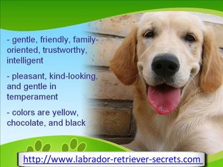 The Reliable Labrador Retriever
