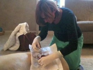 Vet Lori Duggan House Calls In Moorestown, Cinnaminson, Mt