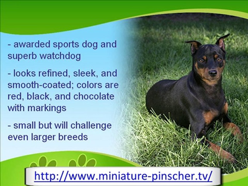 The Sociable Miniature Pinscher
