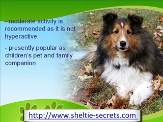 The Loyal Shetland Sheepdog