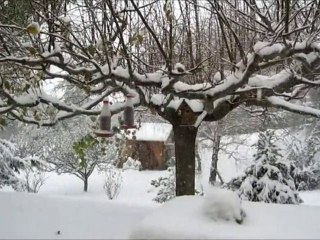 Neige et Petits Oiseaux