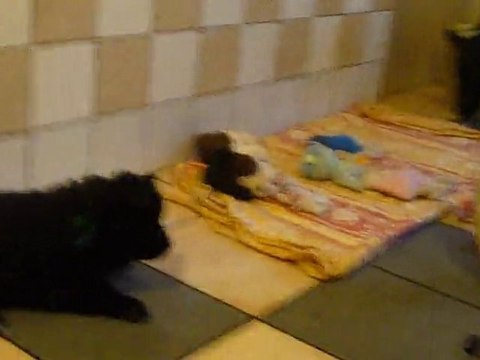 Les p'tits loups a 37 jours