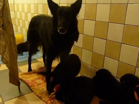 Ayya et ses p'tits loups