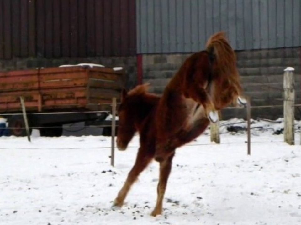 Chevaux dans la neige, jeune chat dans la neige