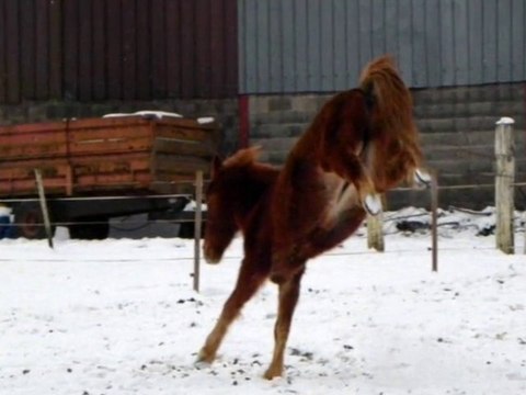 Chevaux dans la neige, jeune chat dans la neige