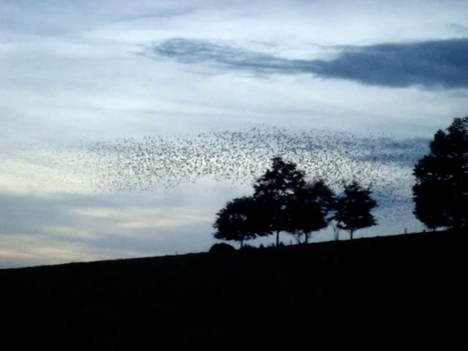 L'Ame collective des Oiseaux~Birds collective Soul~Video Pat