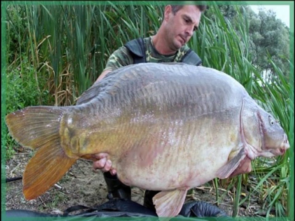 Plusieurs Captures de Monstrueuses carpes n °2