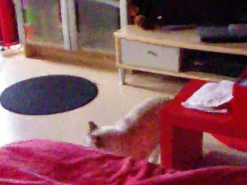 cette chatte se prend pour un chien ^^