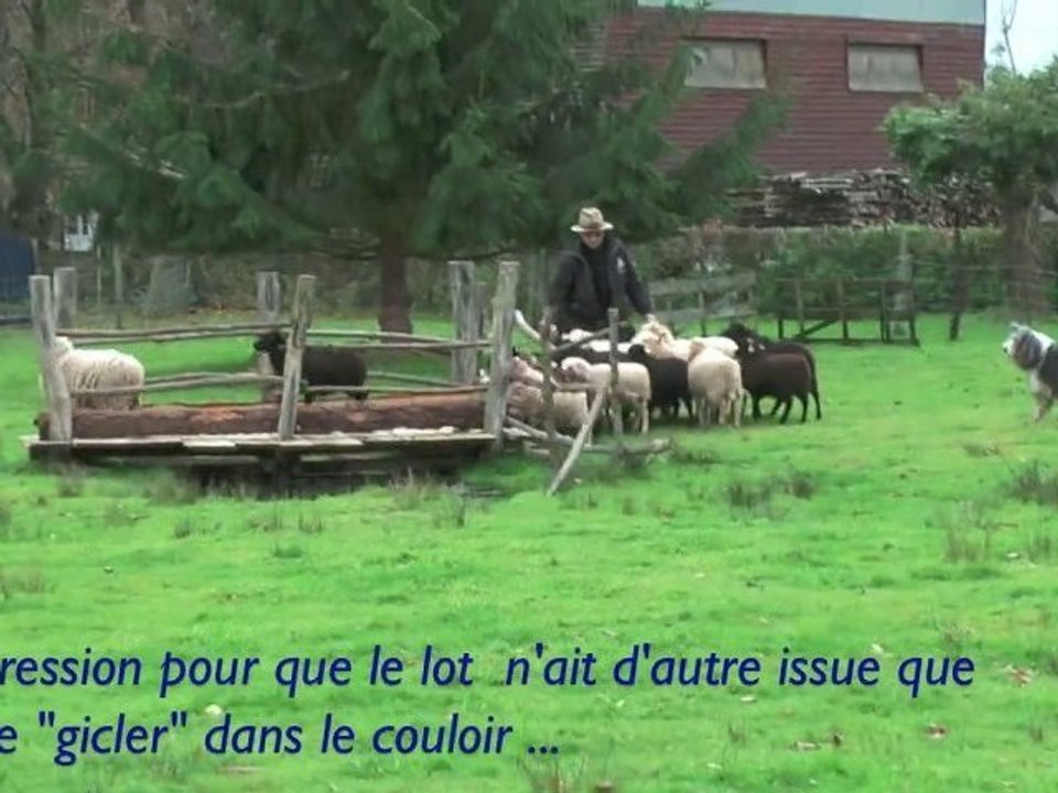 Entrainement "troupeau" (Bob et sa Bearded Tania)