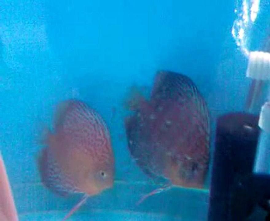 red spotted green discus çifti yavrularıyla
