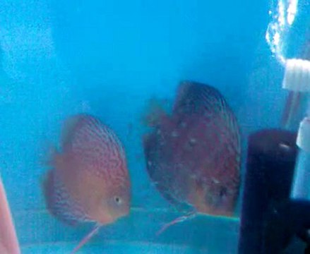 red spotted green discus çifti yavrularıyla