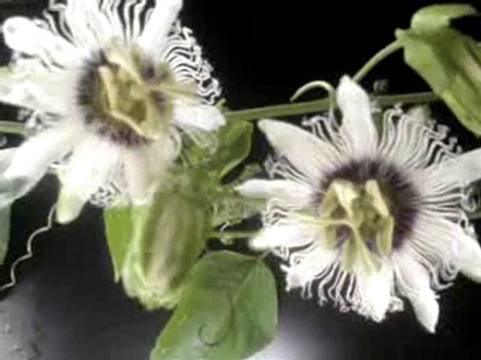 eclosion fleur passiflora