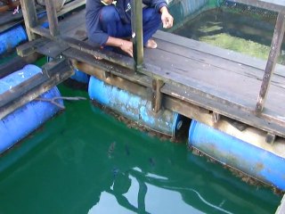 Ferme aux poissons à Langkawi