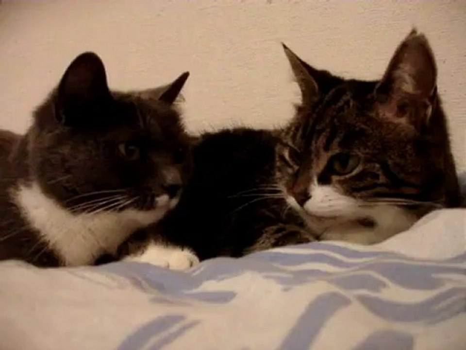 The two talking cats