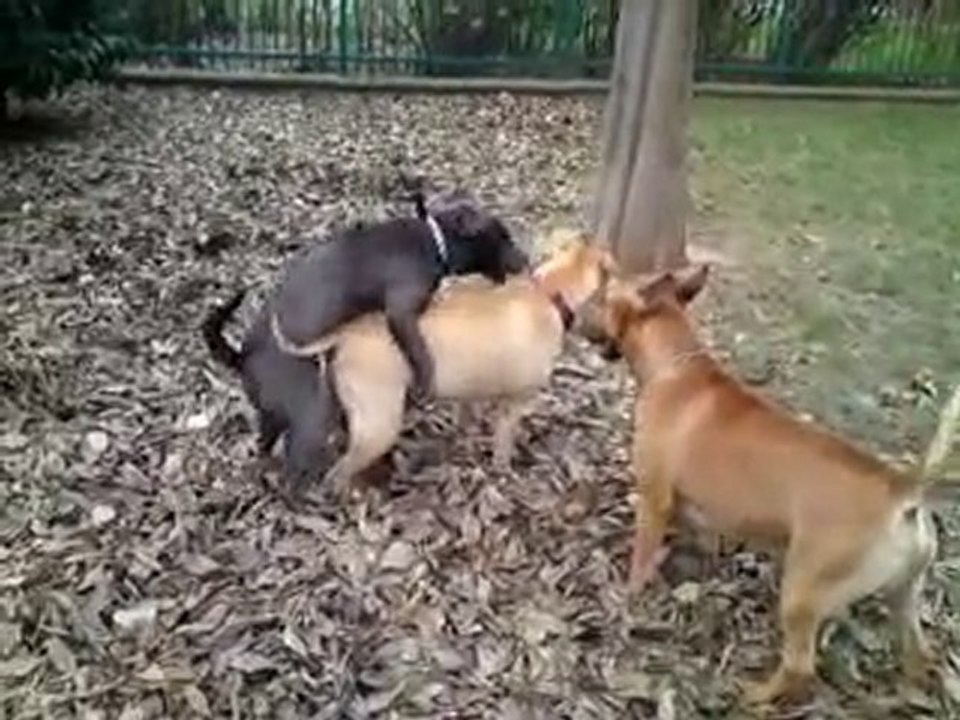 Mogwai Joue avec Rocco & Drafko