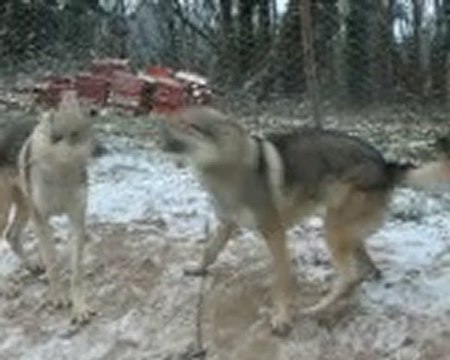 mes chiens loup et 1ere neige 2010