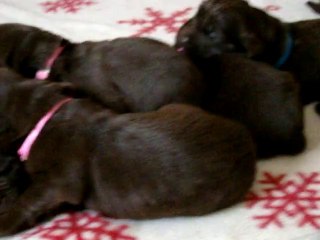 chiots dixie de l'élevage de VALOYAN 02/12/2010