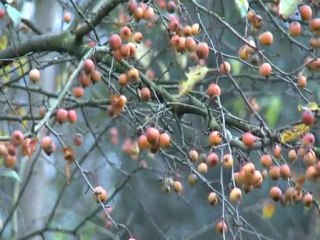 Video Huis te koop Sint-Michielsgestel: Hemelrijkstraat 23