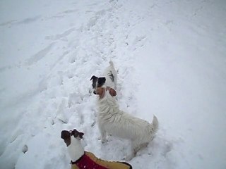 Tyson, Bamboo et BB dans la neige