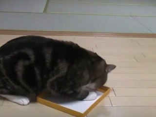 le chat maru et la boite en carton