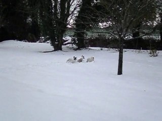 Tyson Bamboo BB dans la neige.2