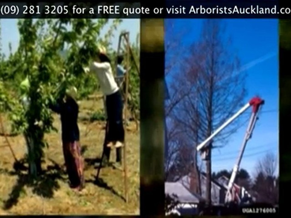 Tree Services North Shore - Ph (09) 281 3205 for a Free Quo
