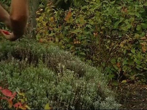 Tailler la lavande - Colour Your Life