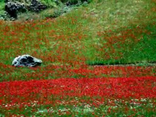 FLEURS MAROCAINES BY VOYAGEURS SOLIDAIRES