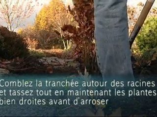 Planter des plantes de haie - Colour Your Life