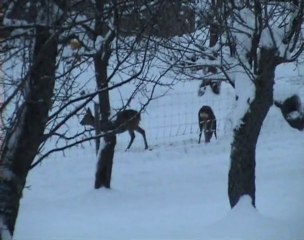 chevreuils 2 dec