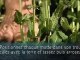 Planter des plantes vivaces en massif - Colour Your Life