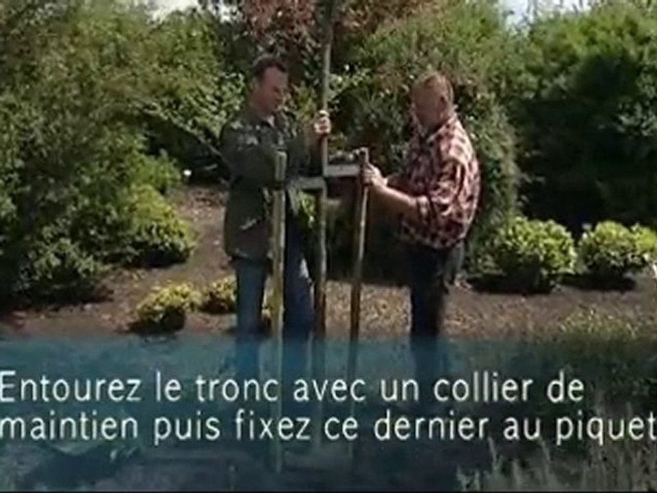 Planter un arbre - Colour Your Life