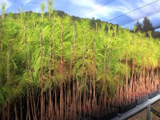 Le Mexique, un exemple de gestion forestière équitable ?