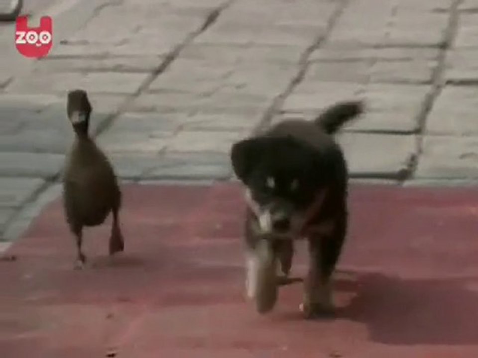 Cagnolino e paperotto amici inseparabili