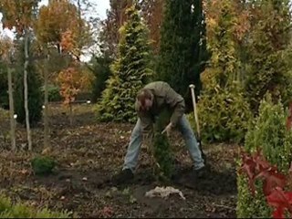 Planter un conifère - Colour Your Life