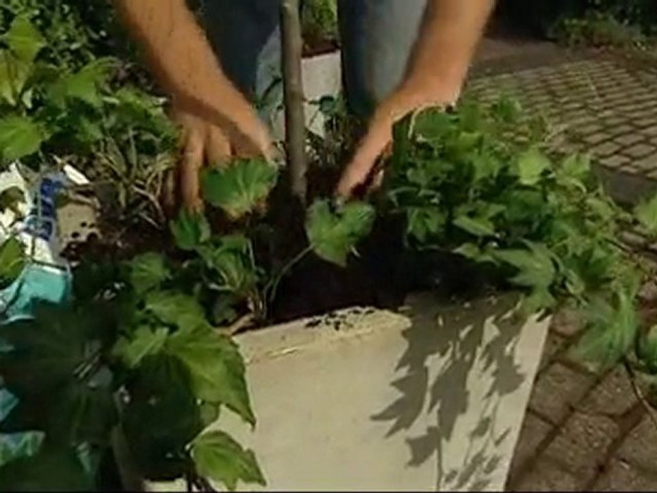 Planter un petit arbre d'ornement dans pot ou bac - C Y L