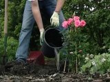 Planter un rosier en fleurs - Colour Your Life