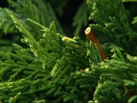 Tailler des haies de conifers - Colour Your Life