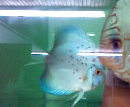 Cobalt erkek Blue Diamond dişi discus çifti yavrularıyla