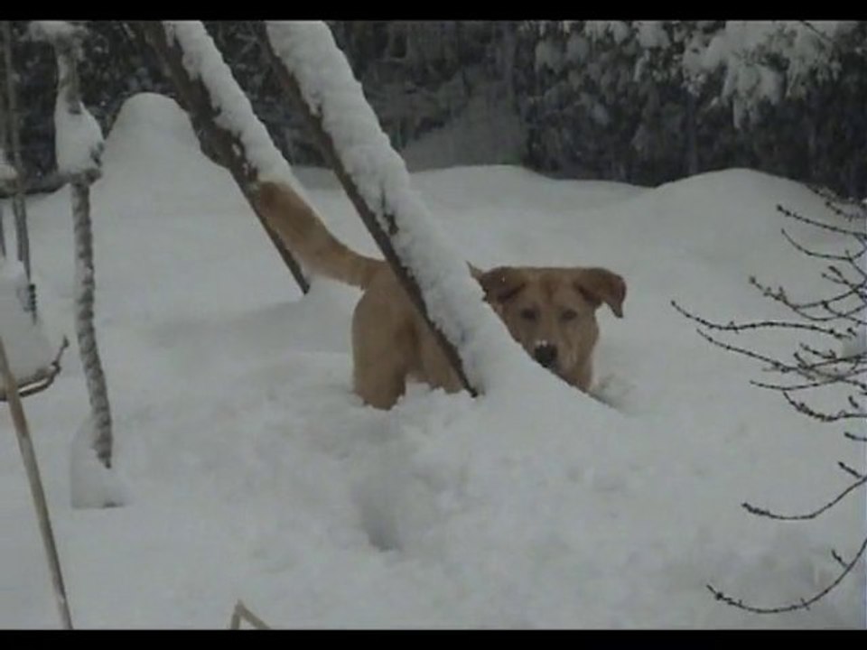 Quentin et Floki jouent dan la neige