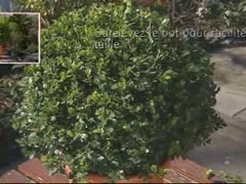 Tailler du buis - Colour Your Life