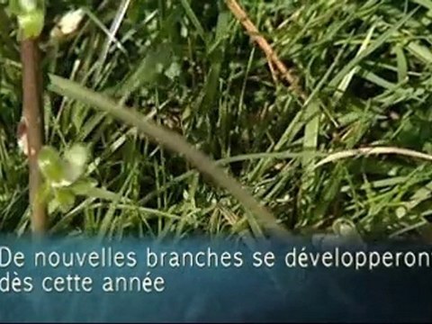 Tailler le saule blanc - Colour Your Life