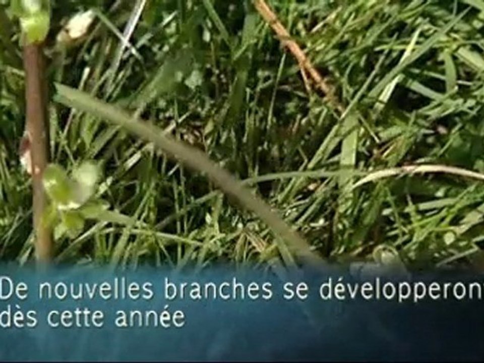 Tailler le saule blanc - Colour Your Life