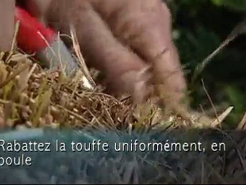 Tailler les graminées ornementales - Colour Your Life