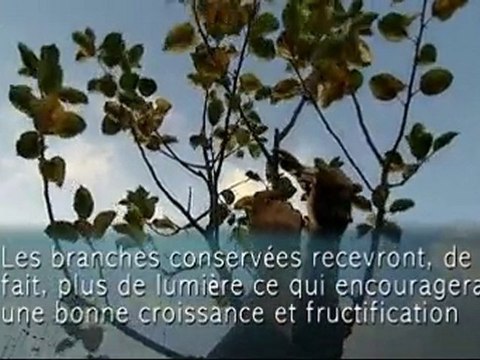 Tailler les pommiers - Colour Your Life