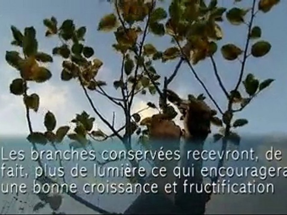 Tailler les pommiers - Colour Your Life